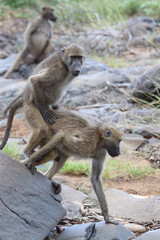 B&auml;renpavian / Chacma Baboon / Papio ursinus.