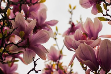 Magnolia 