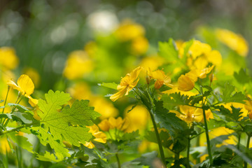 Yellow Celandine Poppies in the spring