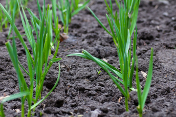Growing garlic in the garden