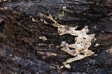 The texture of an old felled tree