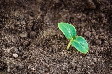 Young cucumber plant. Small green seedling in the ground
