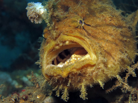 Underwater world - Antennarius hispidus - Shaggy angler (frogfish). Lembeh srait, Indonesia. 