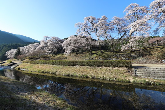 鮎河の千本桜 © narautsu
