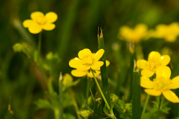 Fototapeta premium Yellow-leaved flowers among greenery