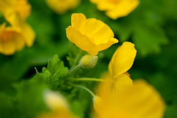 Yellow Celandine Poppies in the spring