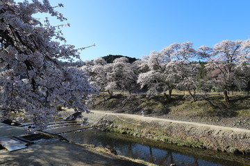 Fototapeta na wymiar 鮎河の千本桜