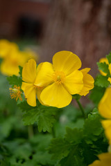 Yellow Celandine Poppies in the spring