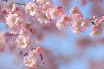 Naklejka premium Zierkirsche, Blüten, romantisch, Hintergrund