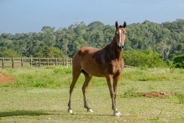 brazilian horse