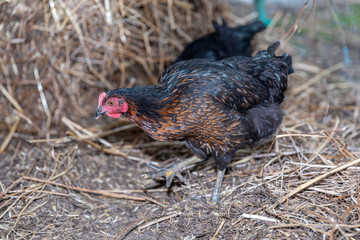 gallina nera che cammina