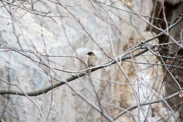 Eastern Phoebe on a Branch