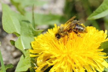 arbeitsbiene mit pollen und bl&Atilde;&frac14;tenstaub