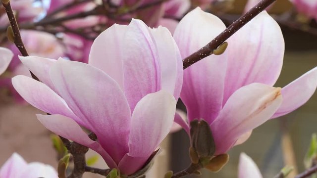 Pink magnolia flowers blooming on magnolia tree branches.(Magnolia soulangeana)