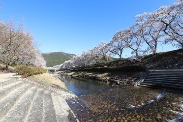 鮎河の千本桜