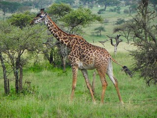 giraffe in africa