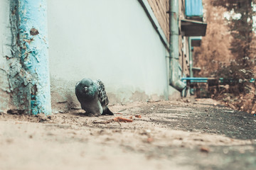 Close-up of one sad and sick pigeon dying in the city yard with depression and apathy atmosphere on soft focus background. Copy space and toned.
