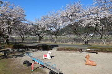 Obraz na płótnie Canvas 鮎河の千本桜
