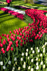 Bed of red and white tulips in spring