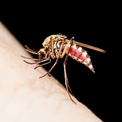 Encephalitis, Yellow Fever, Malaria Disease or Zika Virus Infected Culex Mosquito Parasite Insect Macro Isolated on Black Background