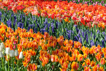 Bed of colorful tulips and hyacinthes in spring