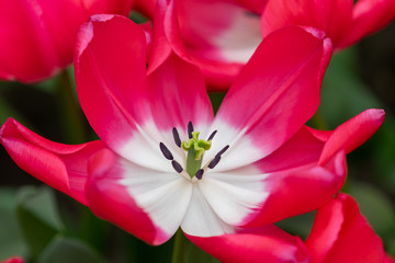 Macro shot of a large red and white tulip blossom