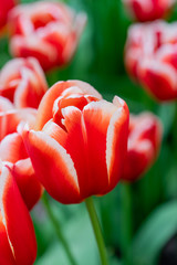 Macro shot of two-colored tulips