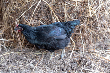gallina nera