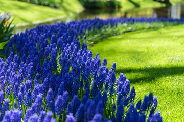 Line of purple hyacinths on a spring meadow