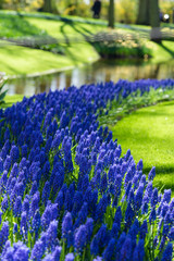 Line of purple hyacinths on a spring meadow