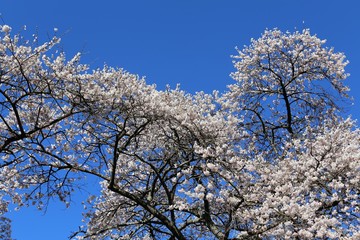 鮎河の千本桜