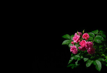 blossoming dog rose shrub with pink flowers on a black background