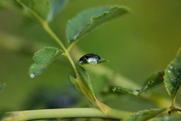 drop on green leaf of dog-rose, close-up, macro