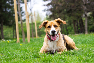 Portrait of cute mixed breed dog 