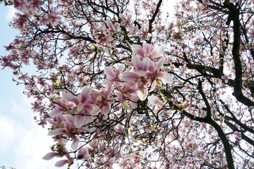 Blick von unten in einen blühenden Magnolienbaum