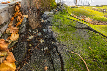 Old tree growing and cracking concrete pavement