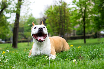 Friendly Dog having a big smile