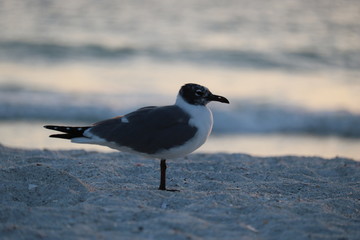 seagull on the beach