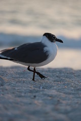 seagull on the beach