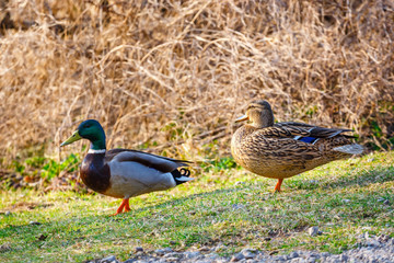 A female duck stands on the meadow with a male in the background