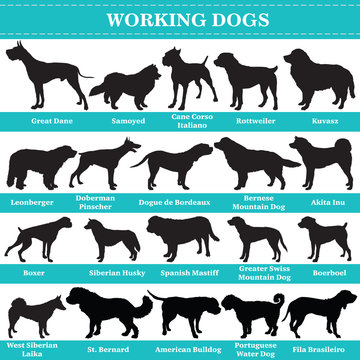 Vector working dogs silhouettes