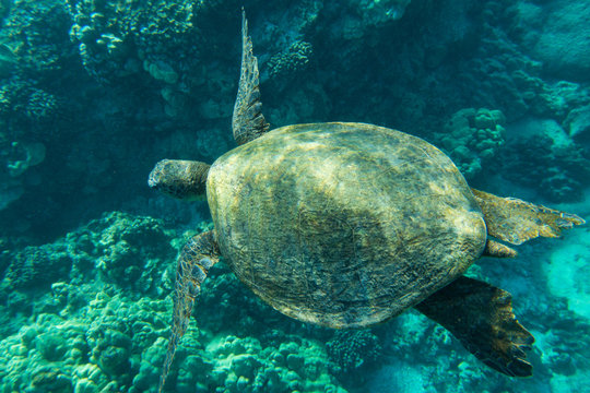 Green Sea Turtle; Chelonia Mydas