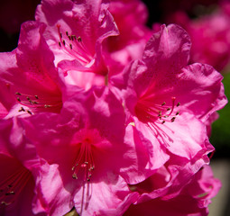 Rhododendron I 