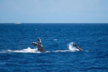 Obraz premium Splashing and Pectoral Slapping Humpback Whale Mother and Calf in Maui, Hawaii