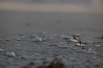 shells on sand