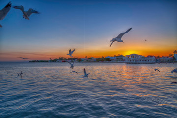 seagulls on sunset