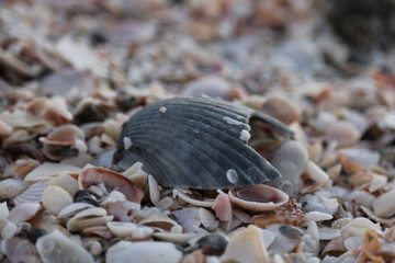 shell in sand