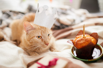 Portrait of beautiful ginger cat wearing crown laying on bed with  Birthday cake copy space