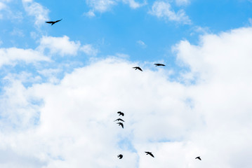 Natural background, beautiful blue sky with white clouds and flying birds