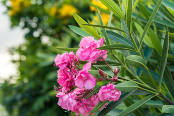 Beautiful pink flowers grow on green bushes, the perspective of the frame goes into the distance